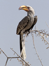Tockus leucomelas
